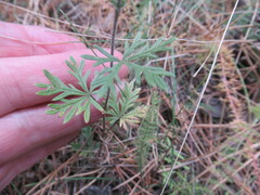 Potentilla tergemina