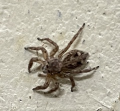 Plexippus paykulli