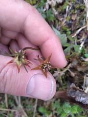 Anemonastrum tenuicaule