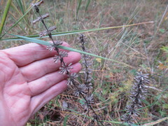 Dracocephalum nutans