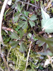 Anemonastrum tenuicaule