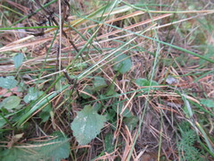 Dracocephalum nutans