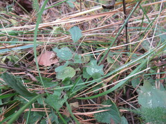 Dracocephalum nutans