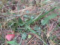 Dracocephalum nutans