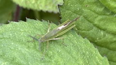 Atractomorpha lata