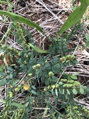 Phyllanthus parvulus