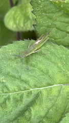 Atractomorpha lata