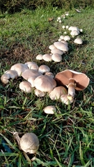 Fungi
