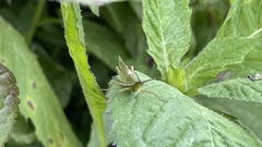 Atractomorpha lata