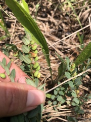 Phyllanthus parvulus