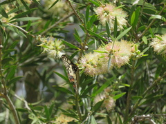 Papilio anactus