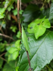 Atractomorpha sinensis