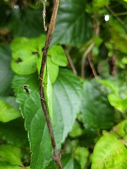 Atractomorpha sinensis