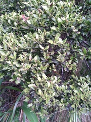 Phyllocladus alpinus