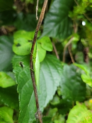 Atractomorpha sinensis