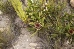 Protea lorifolia