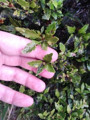 Phyllocladus alpinus