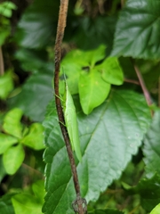 Atractomorpha sinensis