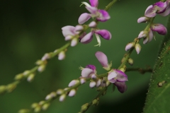 Pleurolobus gangeticus