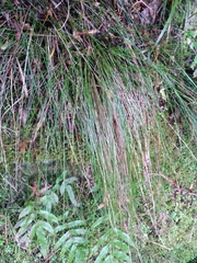 Schoenus pauciflorus