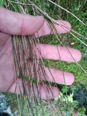 Schoenus pauciflorus