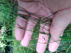 Schoenus pauciflorus