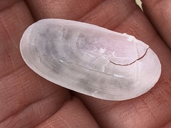 Tellinoidea