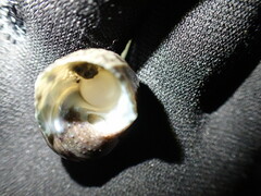 Trochoidea