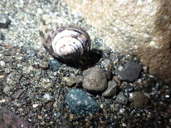 Trochoidea