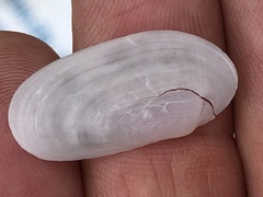 Tellinoidea