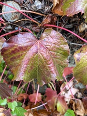 Vitis vinifera