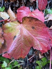 Vitis vinifera