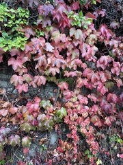 Vitis vinifera