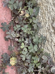 Oxalis corniculata