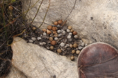 Pronolagus saundersiae