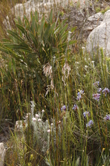 Thamnochortus cinereus