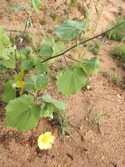 Abutilon indicum