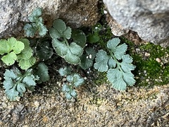 Asplenium ruta-muraria