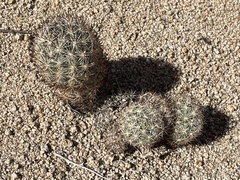 Escobaria alversonii