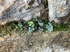 Asplenium ruta-muraria