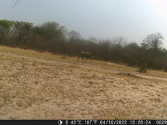 Hippotragus equinus equinus