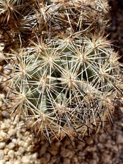 Escobaria alversonii