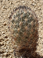 Escobaria alversonii