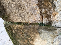 Asplenium ruta-muraria