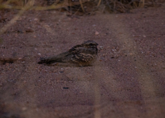 Caprimulgus rufigena