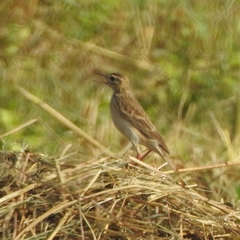 Anthus richardi