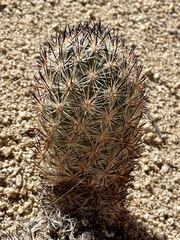 Escobaria alversonii
