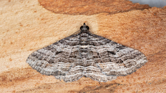 Chrysolarentia severata