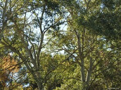 Populus × canescens