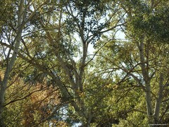 Populus × canescens